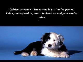 Existen personas a las que no le gustan los perros. Estas, con seguridad, nunca tuvieron un amigo de cuatro patas. 