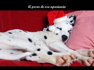 A pesar de esa apariencia 