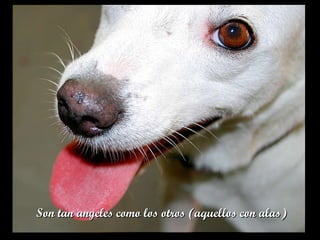 Son tan angeles como los otros (aquellos con alas) 