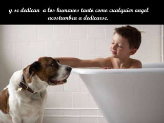 y se dedican  a los humanos tanto como cualquier angel acostumbra a dedicarse.  