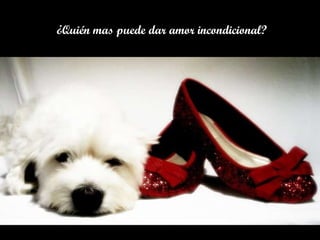 ¿Quién mas puede dar amor incondicional? 