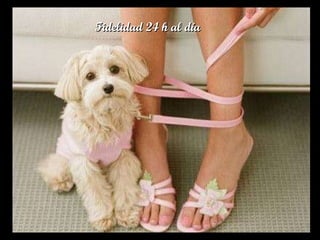 Fidelidad 24 h al día  