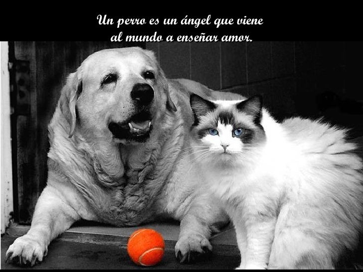 Angeles de cuatro patas (tiene música) Angeles de cuatro patas (tiene música)