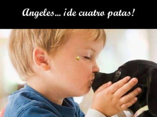 Angeles... ¡de cuatro patas! 