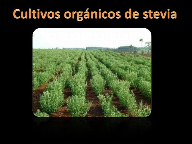 Endulza tu vida con stevia Endulza tu vida con stevia
