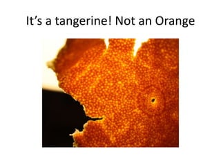 It’s a tangerine! Not an Orange