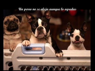Un perro no se aleja aunque lo agredasUn perro no se aleja aunque lo agredas
 