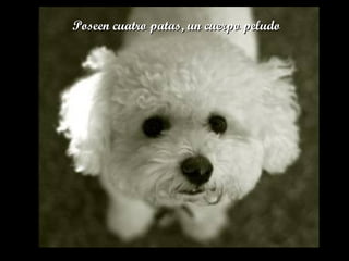 Poseen cuatro patas, un cuerpo peludoPoseen cuatro patas, un cuerpo peludo
 