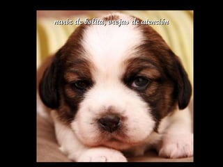 nariz de bolita, orejas de atenciónnariz de bolita, orejas de atención
 