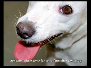 Son tan angeles como los otros (aquellos con alas)Son tan angeles como los otros (aquellos con alas)
 