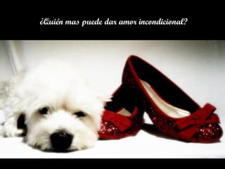 ¿Quién mas puede dar amor incondicional?
 