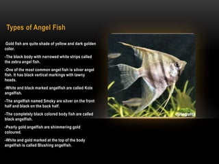 Types of Angel Fish
-Gold fish are quite shade of yellow and dark golden
color.
-The black body with narrowed white strips called
the zebra angel fish.
-One of the most common angel fish is silver angel
fish. It has black vertical markings with tawny
heads.
-White and black marked angelfish are called Kole
angelfish.
-The angelfish named Smoky are silver on the front
half and black on the back half.
-The completely black colored body fish are called
black angelfish.
-Pearly gold angelfish are shimmering gold
coloured.
-White and gold marked at the top of the body
angelfish is called Blushing angelfish.
 