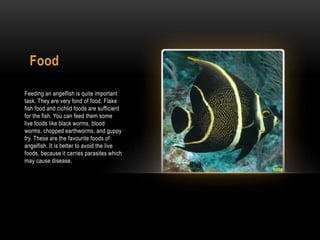 Food
Feeding an angelfish is quite important
task. They are very fond of food. Flake
fish food and cichlid foods are sufficient
for the fish. You can feed them some
live foods like black worms, blood
worms, chopped earthworms, and guppy
fry. These are the favourite foods of
angelfish. It is better to avoid the live
foods, because it carries parasites which
may cause disease.
 