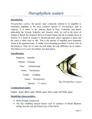 Page | 1
Pterophyllum scalare
Introduction:
Pterophyllum scalare, the species most commonly referred to as angelfish or
freshwater angelfish, is the most common species of Pterophyllum held in
captivity. It is native to the Amazon Basin in Peru, Colombia, and Brazil,
particularly the Ucayali, Solimões and Amazon rivers, as well as the rivers of
Amapá in Brazil, the Oyapock River in French Guiana and the Essequibo River in
Guyana. It is found in swamps or flooded grounds where vegetation is dense and
the water is either clear or silty. This is the species of angelfish most frequently
found in the aquarium trade. A similar (cross-breeding possible) P.scalare exist in
the Orinocco. They are of same size and shape, the only difference are its stripes.
The Orinocco P.scalare has thinner, but dual stripes.
Classification:
Kingdom: Animalia
Phylum: Chordata
Class: Actinopterygii
Order: Perciformes
Family: Cichlidae
Genus: Pterophyllum
Species: P. scalare
Common/local names
English: Angel, Black angel, Marble angel, Silver angel and White angel.
Identifying characteristics:
 Body strongly compressed.
 The fins exhibiting unusual feature such as existence of thread filaments
arising from the top and bottom rays of the tail fin.
Fig: Pterophyllum scalare
 