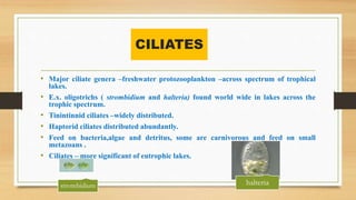 CILIATES
• Major ciliate genera –freshwater protozooplankton –across spectrum of trophical
lakes.
• E.x. oligotrichs ( str...
