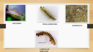 ANGEL HELEN .M (LIMNOLOGY PPT).pdf