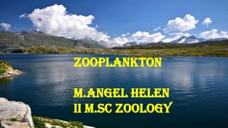 ZOOPLANKTON
M.ANGEL HELEN
II M.SC ZOOLOGY
 