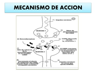 MECANISMO DE ACCION
 