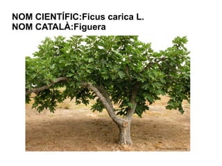 NOM CIENTÍFIC:Ficus carica L.
NOM CATALÀ:Figuera
 
