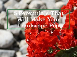 5 Perennials That
Will Make Your
Landscape Pop
 
