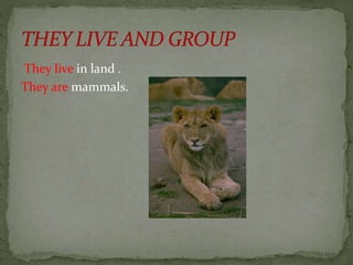 They live in land . 
They are mammals. 
 
