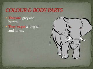  They are grey and 
brown. 
 They ‘ve got a long tail 
and horns. 
 