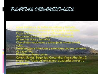PLANTAS ORNAMENTALES


 xoras miniatura de todos los colores y tamaño.
  Crotos exóticos, Veraneras de todas la variedades.
  Ficus, las famosas yucas y millonarias para la
  decoración interior de sus oficinas Palmas de
  diferentes tipos y tamaños.
  Chavelistas nacionales y extranjeras mixtas a todo
  color.
  Helechos, para interiores y exteriores con sus canastas
  de capachos.
  Plantas con flores como:
  Coleos, Savias, Begonias, Crosandra, Vinca, Abutilon, C
  elosia, etc. Todas del extranjero, adaptadas a nuestro
  ambiente.
 