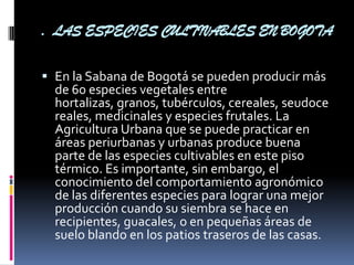 . LAS ESPECIES CULTIVABLES EN BOGOTA


 En la Sabana de Bogotá se pueden producir más
  de 60 especies vegetales entre
  hortalizas, granos, tubérculos, cereales, seudoce
  reales, medicinales y especies frutales. La
  Agricultura Urbana que se puede practicar en
  áreas periurbanas y urbanas produce buena
  parte de las especies cultivables en este piso
  térmico. Es importante, sin embargo, el
  conocimiento del comportamiento agronómico
  de las diferentes especies para lograr una mejor
  producción cuando su siembra se hace en
  recipientes, guacales, o en pequeñas áreas de
  suelo blando en los patios traseros de las casas.
 