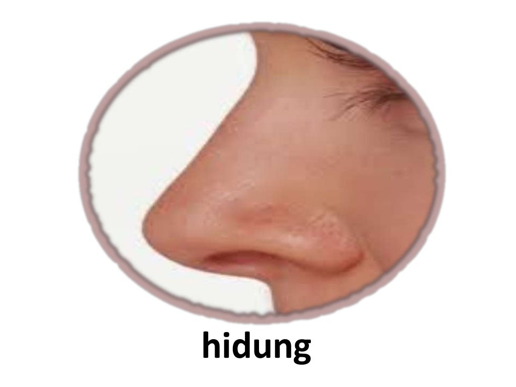 Anggota badan manusia