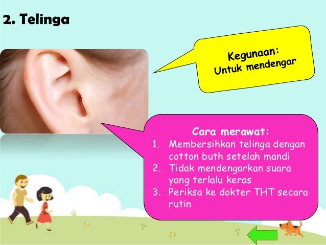 Anggota bagian kepala 3