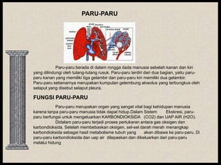 PARU-PARU




            Paru-paru berada di dalam rongga dada manusia sebelah kanan dan kiri
yang dilindungi oleh tulang-tulang rusuk. Paru-paru terdiri dari dua bagian, yaitu paru-
paru kanan yang memiliki tiga gelambir dan paru-paru kiri memiliki dua gelambir.
Paru-paru sebenarnya merupakan kumpulan gelembung alveolus yang terbungkus oleh
selaput yang disebut selaput pleura.

FUNGSI PARU-PARU
            Paru-paru merupakan organ yang sangat vital bagi kehidupan manusia
karena tanpa paru-paru manusia tidak dapat hidup.Dalam Sistem        Ekskresi, paru-
paru berfungsi untuk mengeluarkan KARBONDIOKSIDA (CO2) dan UAP AIR (H2O).
            Didalam paru-paru terjadi proses pertukaran antara gas oksigen dan
karbondioksida. Setelah membebaskan oksigen, sel-sel darah merah menangkap
karbondioksida sebagai hasil metabolisme tubuh yang      akan dibawa ke paru-paru. Di
paru-paru karbondioksida dan uap air dilepaskan dan dikeluarkan dari paru-paru
melalui hidung
 