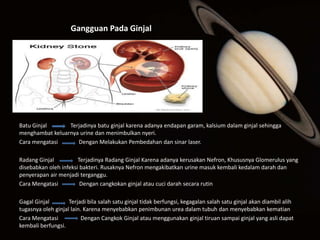 Gangguan Pada Ginjal




Batu Ginjal      Terjadinya batu ginjal karena adanya endapan garam, kalsium dalam ginjal sehingga
menghambat keluarnya urine dan menimbulkan nyeri.
Cara mengatasi      Dengan Melakukan Pembedahan dan sinar laser.

Radang Ginjal          Terjadinya Radang Ginjal Karena adanya kerusakan Nefron, Khususnya Glomerulus yang
disebabkan oleh infeksi bakteri. Rusaknya Nefron mengakibatkan urine masuk kembali kedalam darah dan
penyerapan air menjadi terganggu.
Cara Mengatasi          Dengan cangkokan ginjal atau cuci darah secara rutin

Gagal Ginjal        Terjadi bila salah satu ginjal tidak berfungsi, kegagalan salah satu ginjal akan diambil alih
tugasnya oleh ginjal lain. Karena menyebabkan penimbunan urea dalam tubuh dan menyebabkan kematian
Cara Mengatasi           Dengan Cangkok Ginjal atau menggunakan ginjal tiruan sampai ginjal yang asli dapat
kembali berfungsi.
 