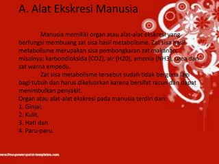 A. Alat Ekskresi Manusia
          Manusia memiliki organ atau alat-alat ekskresi yang
berfungsi membuang zat sisa hasil metabolisme. Zat sisa hasil
metabolisme merupakan sisa pembongkaran zat makanan,
misalnya: karbondioksida (CO2), air (H20), amonia (NH3), urea dan
zat warna empedu.
          Zat sisa metabolisme tersebut sudah tidak berguna lagi
bagi tubuh dan harus dikeluarkan karena bersifat racun dan dapat
menimbulkan penyakit.
Organ atau alat-alat ekskresi pada manusia terdiri dari:
1. Ginjal,
2. Kulit,
3. Hati dan
4. Paru-paru.
 