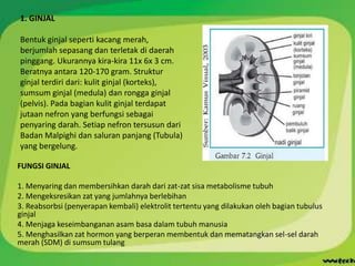1. GINJAL

Bentuk ginjal seperti kacang merah,
berjumlah sepasang dan terletak di daerah
pinggang. Ukurannya kira-kira 11x 6x 3 cm.
Beratnya antara 120-170 gram. Struktur
ginjal terdiri dari: kulit ginjal (korteks),
sumsum ginjal (medula) dan rongga ginjal
(pelvis). Pada bagian kulit ginjal terdapat
jutaan nefron yang berfungsi sebagai
penyaring darah. Setiap nefron tersusun dari
Badan Malpighi dan saluran panjang (Tubula)
yang bergelung.

FUNGSI GINJAL

1. Menyaring dan membersihkan darah dari zat-zat sisa metabolisme tubuh
2. Mengeksresikan zat yang jumlahnya berlebihan
3. Reabsorbsi (penyerapan kembali) elektrolit tertentu yang dilakukan oleh bagian tubulus
ginjal
4. Menjaga keseimbanganan asam basa dalam tubuh manusia
5. Menghasilkan zat hormon yang berperan membentuk dan mematangkan sel-sel darah
merah (SDM) di sumsum tulang
 