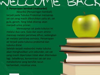 2. Penyerapan kembali (reabsorbsi)
          Absorbsi (Penyaringan Kembali)
terjadi pada Tubulus Proksimal menyerap
zat-zat yang masih dibutuhkan yaitu air, zat
gula, garam. Yang tidak diserap akan
menjadi urine primer.
          Meresapnya zat pada tubulus ini
melalui dua cara. Gula dan asam amino
meresap melalui peristiwa difusi, sedangkan
air melalui peristiwa osmosis. Penyerapan
air terjadi pada tubulus proksimal dan
tubulus distal.
Setelah terjadi reabsorbsi maka tubulus
akan menghasilkan urin sekunder, zat-zat
yang masih diperlukan tidak akan ditemukan
lagi. Sebaliknya, konsentrasi zat-zat sisa
metabolisme yang bersifat racun
bertambah, misalnya urea.
 