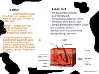 2. KULIT                     Fungsi kulit
          Seluruh permukaan      - mengeluarkan keringat
tubuh kita terbungkus oleh       - pelindung tubuh
lapisan tipis yang sering kita   - menyimpan kelebihan lemak
sebut kulit.                     - mengatur suhu tubuh, dan
Bagian – bagian kulit ada :      - tempat pembuatan vitamin D dari
Kulit ari (epidermis)           pro vitamin D dengan
Kulit jangat (dermis)           bantuan sinar matahari yang
Jaringan ikat bawah kulit.      mengandung ultraviolet
 Kulit merupakan benteng
pertahanan tubuh kita yang
utama karena berada di
lapisan anggota tubuh yang
paling luar dan berhubungan
langsung dengan lingkungan
sekitar.
 