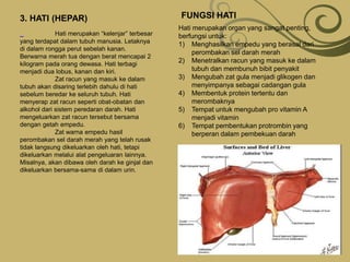 3. HATI (HEPAR)                                   FUNGSI HATI
                                                  Hati merupakan organ yang sangat penting,
             Hati merupakan “kelenjar” terbesar   berfungsi untuk:
yang terdapat dalam tubuh manusia. Letaknya
                                                  1) Menghasilkan empedu yang berasal dari
di dalam rongga perut sebelah kanan.
                                                       perombakan sel darah merah
Berwarna merah tua dengan berat mencapai 2
kilogram pada orang dewasa. Hati terbagi
                                                  2) Menetralkan racun yang masuk ke dalam
menjadi dua lobus, kanan dan kiri.                     tubuh dan membunuh bibit penyakit
             Zat racun yang masuk ke dalam        3) Mengubah zat gula menjadi glikogen dan
tubuh akan disaring terlebih dahulu di hati            menyimpanya sebagai cadangan gula
sebelum beredar ke seluruh tubuh. Hati            4) Membentuk protein tertentu dan
menyerap zat racun seperti obat-obatan dan             merombaknya
alkohol dari sistem peredaran darah. Hati         5) Tempat untuk mengubah pro vitamin A
mengeluarkan zat racun tersebut bersama                menjadi vitamin
dengan getah empedu.                              6) Tempat pembentukan protrombin yang
             Zat warna empedu hasil                    berperan dalam pembekuan darah
perombakan sel darah merah yang telah rusak
tidak langsung dikeluarkan oleh hati, tetapi
dikeluarkan melalui alat pengeluaran lainnya.
Misalnya, akan dibawa oleh darah ke ginjal dan
dikeluarkan bersama-sama di dalam urin.
 