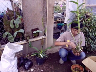 Anggrek