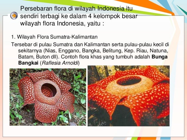 Unduh 93 Koleksi Gambar Flora Dan Fauna Di Pulau Papua Keren 