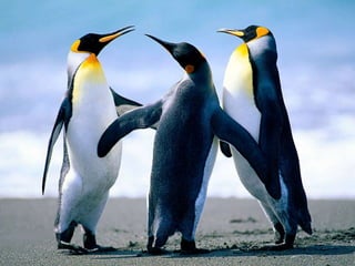 los pinguinitos
