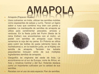 AMAPOLA Amapola (Papaver rhoeas)
 Usos culinarios: en India, utilizan las semillas molidas
como espesantes de salsas y curris. Tienen un ligero
sabor a nuez que combina muy bien con panes y
pasteles. La mantequilla de semillas de amapola se
utiliza para condimentar pescados, arroces y
verduras. En la fiesta judía del Purim (fiesta de la
reina Esther) nos encontramos con el mohn, un
pastel con semillas de amapola cuya forma
rememora la orja del rey persa. En Polonia se utiliza
para cubrir las bolitas de pasta (alimento típico de
nochebuena) o, en la tradición judía, en el Kijelej con
semilla de amapola. También los kebabs
paquistaníes incluyen entre de sus múltiples
ingredientes semillas de amapola.
 Geografía: es originaria del oeste de Asia. La
encontramos en el sur de Europa, norte de África, en
Asia y América Central y del Sur. Holanda destaca
como un importante cultivador por la calidad de sus
semillas.
 Recetas con el uso de esta especia: Pan de semillas.
 