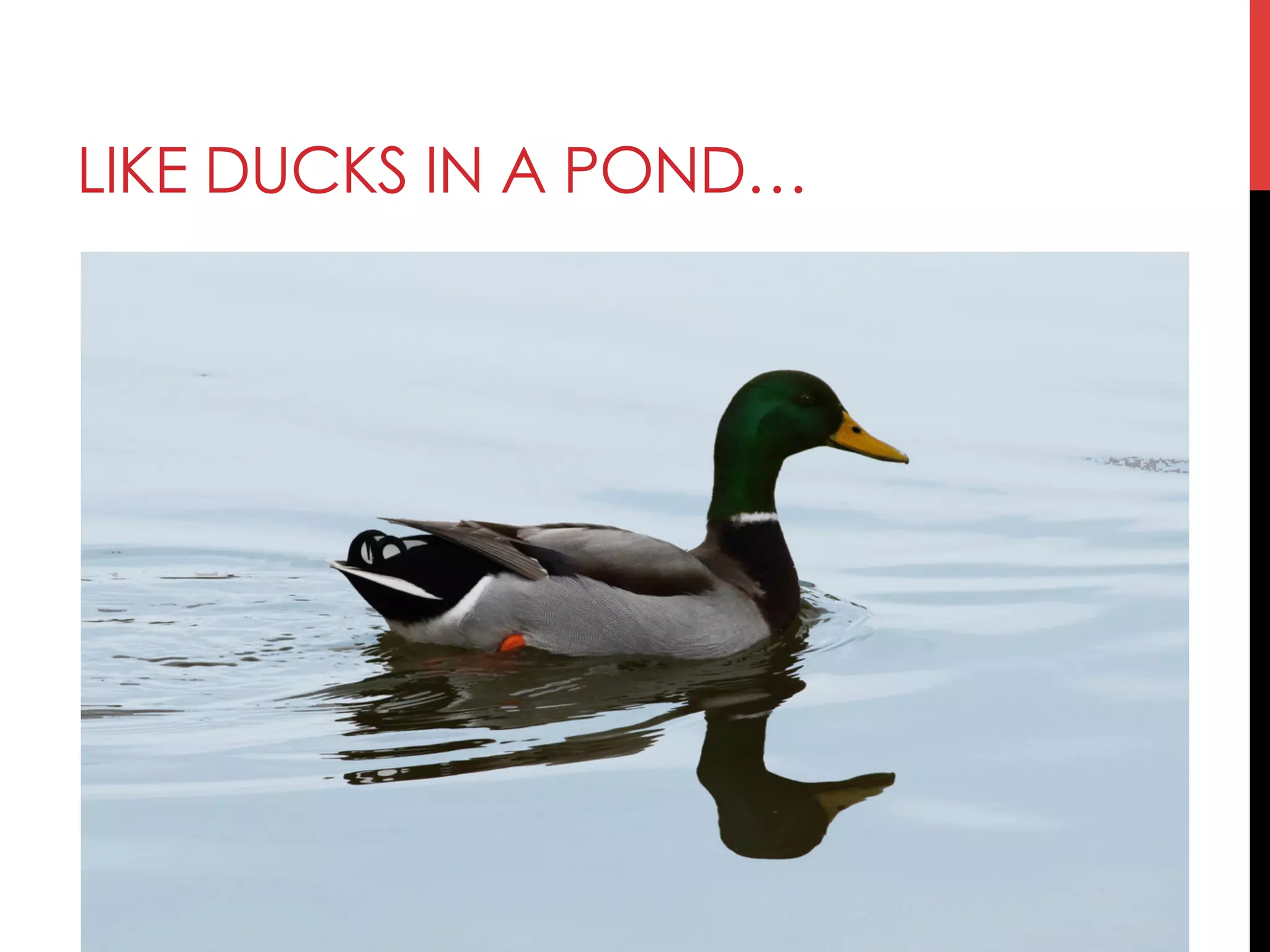LIKE DUCKS IN A POND…
 