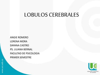 LOBULOS CEREBRALES
ANGIE ROMERO
LORENA MORA
DAYANA CASTRO
PS. LILIANA BERNAL
FACULTAD DE PSICOLOGIA
PRIMER SEMESTRE
 