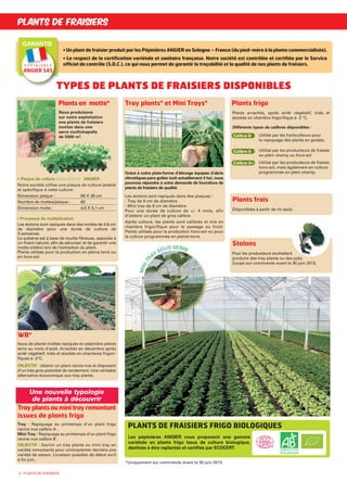 • Un plant de fraisier produit par les Pépinières ANGIER en Sologne – France (du pied-mère à la plante commercialisée).
• Le respect de la certification variétale et sanitaire française. Notre société est contrôlée et certifiée par le Service
officiel de contrôle (S.O.C.), ce qui nous permet de garantir la traçabilité et la qualité de nos plants de fraisiers.
Tray plants* et Mini Trays* Plants frigo
Stolons
Pour les producteurs souhaitant
produire des tray plants ou des pots.
Coupe sur commande avant le 30 juin 2013.
• Plaque de culture EXCLUSIVIT ANGIER
Notre société utilise une plaque de culture jetable
et spécifique à cette culture.
Dimension plaque : 56 X 36 cm
Nombre de mottes/plaque : 60
Dimension motte : 4,6 X 5,1 cm
• Processus de multiplication
Les stolons sont repiqués dans des mottes de 4,6 cm
de diamètre pour une durée de culture de
3 semaines.
Le substrat est à base de tourbe fibreuse, associée à
un fixant naturel, afin de sécuriser et de garantir une
motte entière lors de l’extraction du plant.
Plants utilisés pour la production en pleine terre ou
en hors-sol.
Plants arrachés, après arrêt végétatif, triés et
stockés en chambre frigorifique à -2 °C.
Différents types de calibres disponibles :
Utilisé par les horticulteurs pour
le repiquage des plants en godets.
Utilisé par les producteurs de fraises
en plein champ ou hors-sol.
Utilisé par les producteurs de fraises
hors-sol, mais également en culture
programmée en plein champ.
Calibre B
Calibre A+
Calibre A
Grâce à notre plate-forme d’élevage équipée d’abris
climatiques pare-grêles (soit actuellement 4 ha), nous
pouvons répondre à votre demande de fourniture de
plants de fraisiers de qualité.
Les stolons sont repiqués dans des plaques :
- Tray de 9 cm de diamétre
- Mini tray de 6 cm de diamètre
Pour une durée de culture de +/- 4 mois, afin
d’obtenir un plant de gros calibre.
Après culture, les plants sont calibrés et mis en
chambre frigorifique pour le passage au froid.
Plants utilisés pour la production hors-sol ou pour
la culture programmée en pleine terre.
PLANTS DE FRAISIERS
GARANTIE
P É P I N I È R E S
ANGIER SAS
Plants en motte*
Plants frais
Disponibles à partir de mi-août.
Les pépiniéres ANGIER vous proposent une gamme
variétale en plants frigo issus de culture biologique,
destinés à être replantés et certifiés par ECOCERT.
TYPES DE PLANTS DE FRAISIERS DISPONIBLES
WB*
Issus de plants mottes repiqués en pépinière pleine
terre au mois d’août. Arrachés en décembre après
arrêt végétatif, triés et stockés en chambres frigori-
fiques à -2°C.
OBJECTIF : obtenir un plant racine nue et disposant
d’un très gros potentiel de rendement. Une véritable
alternative économique aux tray plants.
*Uniquement sur commande avant le 30 juin 2013
Trayplantsouminitrayremontant
issues de plants frigo
Tray : Repiquage au printemps d’un plant frigo
racine nue calibre A .
Mini Tray : Repiquage au printemps d’un plant frigo
racine nue calibre B .
OBJECTIF : fournir un tray plants ou mini tray en
variété remontante pour contreplanter derriére une
variété de saison. Livraison possible de début avril
à fin juin.
PLANTS DE FRAISIERS FRIGO BIOLOGIQUES
2 - PLANTS DE FRAISIERS
MINI-TR
AY
SOUS SERRE
O
B
T E N T I O N
Nous produisons
sur notre exploitation
nos plants de fraisiers
mottes dans une
serre multichapelle
de 5000 m2
.
Une nouvelle typologie
de plants à découvrir
ANGIER cata 2013:Mise en page 1 8/11/12 17:11 Page 2
 