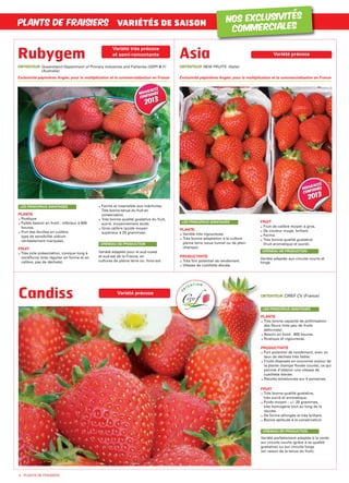 PLANTE
Rustique
Faible besoin en froid : inférieur à 600
heures.
Port des feuilles en cuillère
(pas de sensibilité oïdium
véritablement marquée).
FRUIT
Très jolie présentation, conique long à
cordiforne (très régulier en forme et en
calibre, pas de déchets).
Ferme et insensible aux mâchures.
Très bonne tenue du fruit en
conservation.
Très bonne qualité gustative du fruit,
sucré, moyennement acide.
Gros calibre (poids moyen
supérieur à 20 grammes).
Variété adaptée pour le sud-ouest
et sud-est de la France, en
cultures de pleine terre ou hors-sol.
CRÉNEAU DE PRODUCTION
LES PRINCIPAUX AVANTAGES
Rubygem
PLANTS DE FRAISIERS VARIÉTÉS DE SAISON
Variété très précoce
et semi-remontante
4 - PLANTS DE FRAISIERS
NOS EXCLUSIVITÉS
COMMERCIALES
PLANTE
Variété très vigoureuse.
Très bonne adaptation à la culture
pleine terre (sous tunnel ou de plein
champs).
PRODUCTIVITÉ
Très fort potentiel de rendement.
Vitesse de cueillette élevée.
FRUIT
Fruit de calibre moyen à gros.
De couleur rouge, brillant.
Ferme.
Très bonne qualité gustative
(fruit aromatique et sucré).
Variété adaptée aux circuits courts et
longs.
CRÉNEAU DE PRODUCTION
LES PRINCIPAUX AVANTAGES
Asia
OBTENTEUR NEW FRUITS (Italie)
Exclusivité pépinières Angier, pour la multiplication et la commercialisation en France
Variété précoce
Nouveauté
2013
Nouveauté
2013
Nouveauté
2013
Nouveauté
2013
Nouveauté
confirmée
2013
Nouveauté
confirmée
2013
Nouveauté
confirmée
2013
Nouveauté
confirmée
2013
Nouveauté
2013Nouveauté
2013
Nouveauté
2013Nouveauté
2013
Nouveauté
confirmée
2013
Nouveauté
confirmée
2013
Nouveau
201
Nouveau
2013
OBTENTEUR Queensland Department of Primary Industries and Fisheries (QDPI & F)
(Australie)
Exclusivité pépinières Angier, pour la multiplication et la commercialisation en France
PLANTE
Très bonne capacité de pollinisation
des fleurs (très peu de fruits
déformés).
Besoin en froid : 900 heures.
Rustique et vigoureuse.
PRODUCTIVITÉ
Fort potentiel de rendement, avec un
taux de déchets très faible.
Fruits disposés en couronne autour de
la plante (hampe florale courte), ce qui
permet d’obtenir une vitesse de
cueillette élevée.
Récolte échelonnée sur 4 semaines.
FRUIT
Très bonne qualité gustative,
très sucré et aromatique.
Poids moyen : +/– 20 grammes,
très homogène tout au long de la
récolte.
De forme allongée et très brillant.
Bonne aptitude à la conservation.
Variété parfaitement adaptée à la vente
sur circuits courts (grâce à sa qualité
gustative) ou sur circuits longs
(en raison de la tenue du fruit).
CRÉNEAU DE PRODUCTION
LES PRINCIPAUX AVANTAGES
OBTENTEUR CIREF CV (France)
Variété précoce
Candiss
O
B
T E N T I O N
ANGIER cata 2013:Mise en page 1 8/11/12 17:11 Page 4
 
