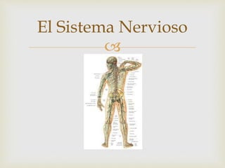 
El Sistema Nervioso