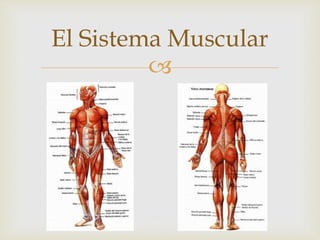 
El Sistema Muscular