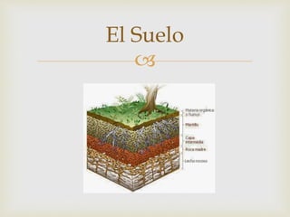 
El Suelo