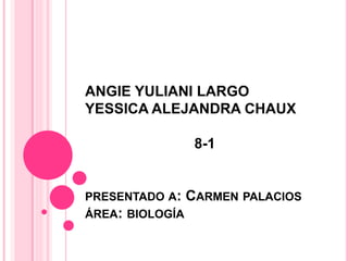 ANGIE YULIANI LARGO
YESSICA ALEJANDRA CHAUX
8-1
PRESENTADO A: CARMEN PALACIOS
ÁREA: BIOLOGÍA
 