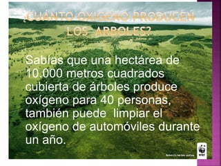 Sabías que una hectárea de
10.000 metros cuadrados
cubierta de árboles produce
oxígeno para 40 personas,
también puede limpiar el
oxígeno de automóviles durante
un año.